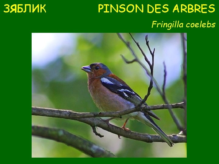 ЗЯБЛИК PINSON DES ARBRES Fringilla coelebs 