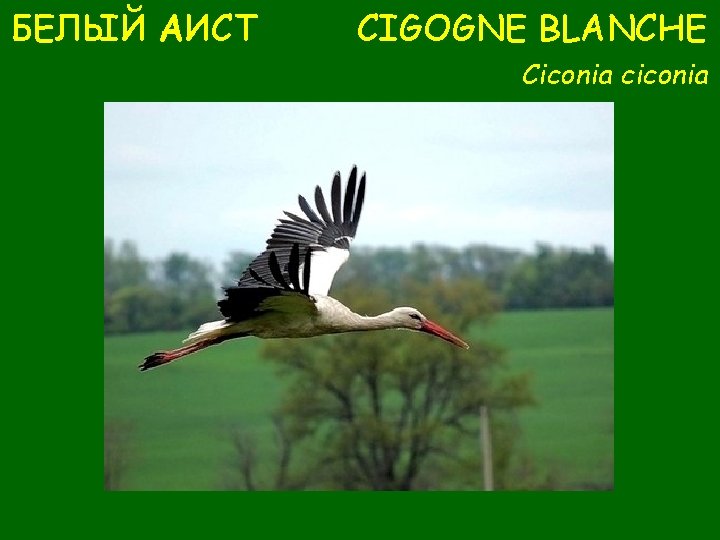 БЕЛЫЙ АИСТ CIGOGNE BLANCHE Ciconia ciconia 