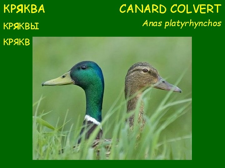 КРЯКВА КРЯКВЫ КРЯКВ CANARD COLVERT Anas platyrhynchos 