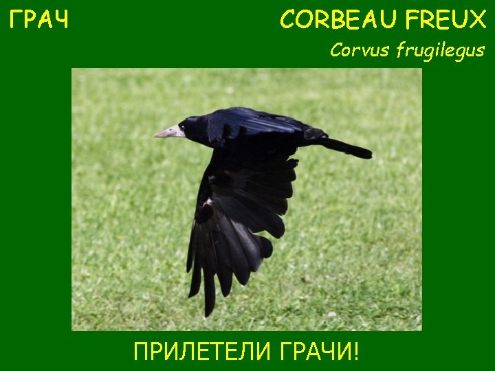 ГРАЧ CORBEAU FREUX Corvus frugilegus ПРИЛЕТЕЛИ ГРАЧИ! 