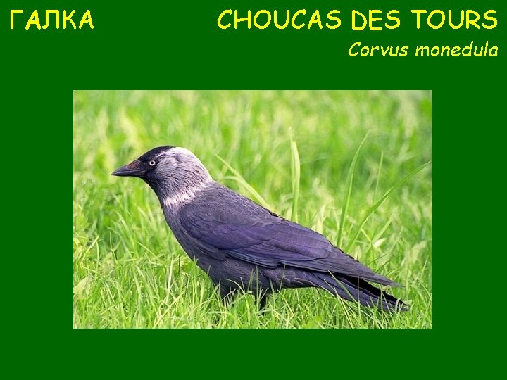 ГАЛКА CHOUCAS DES TOURS Corvus monedula 