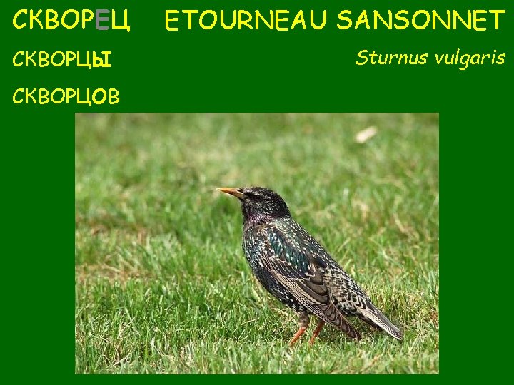 СКВОРЕЦ СКВОРЦЫ СКВОРЦОВ ETOURNEAU SANSONNET Sturnus vulgaris 