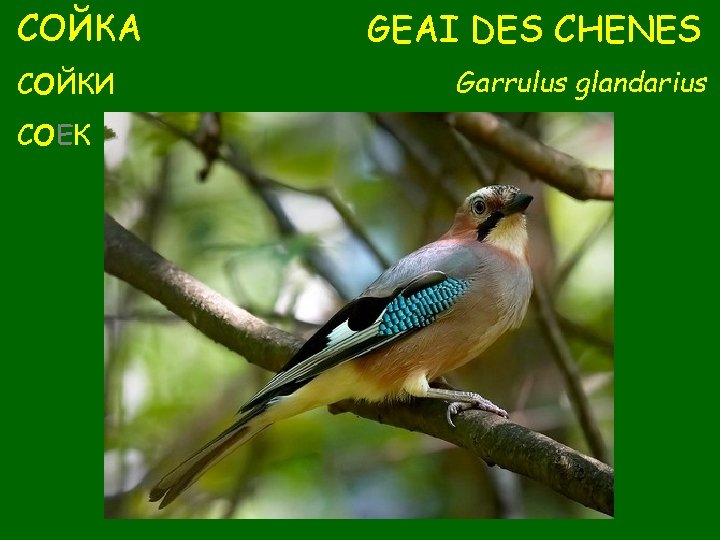 СОЙКА СОЙКИ СОЕК GEAI DES CHENES Garrulus glandarius 