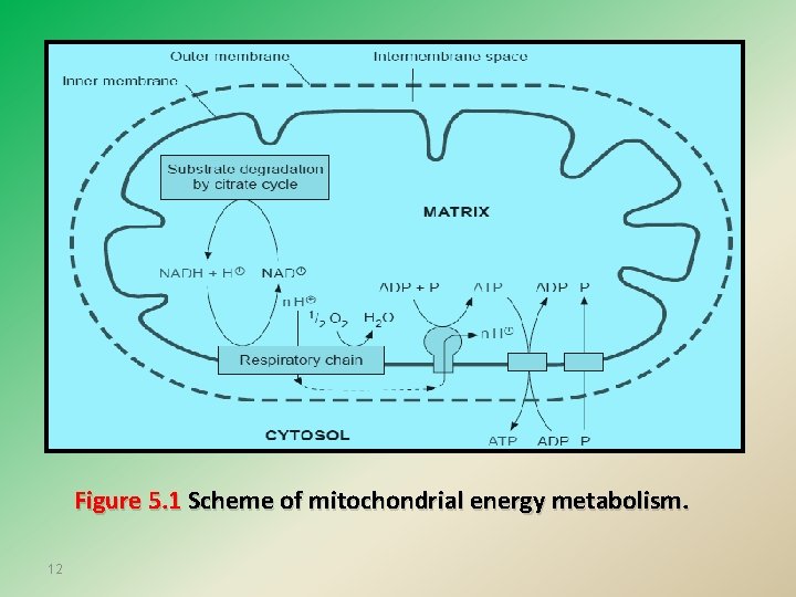 Figure 5. 1 Scheme of mitochondrial energy metabolism. 12 