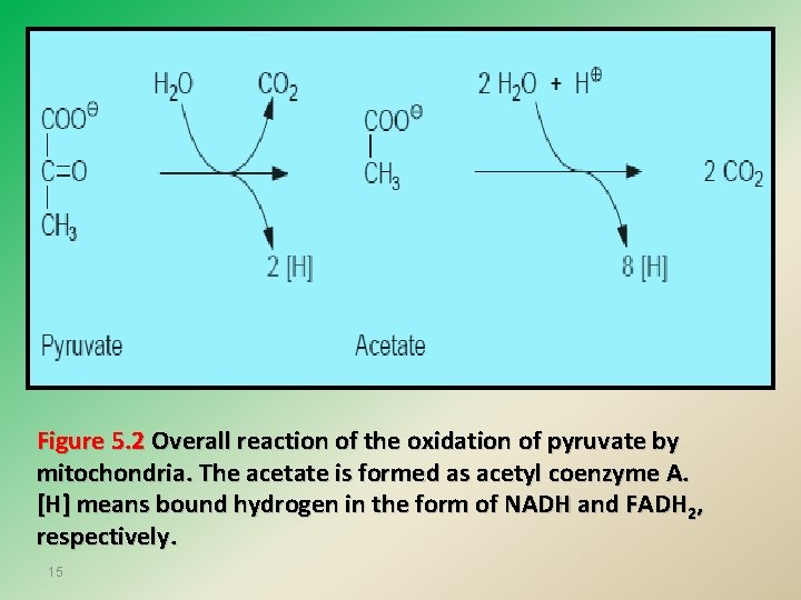 Figure 5. 2 Overall reaction of the oxidation of pyruvate by mitochondria. The acetate