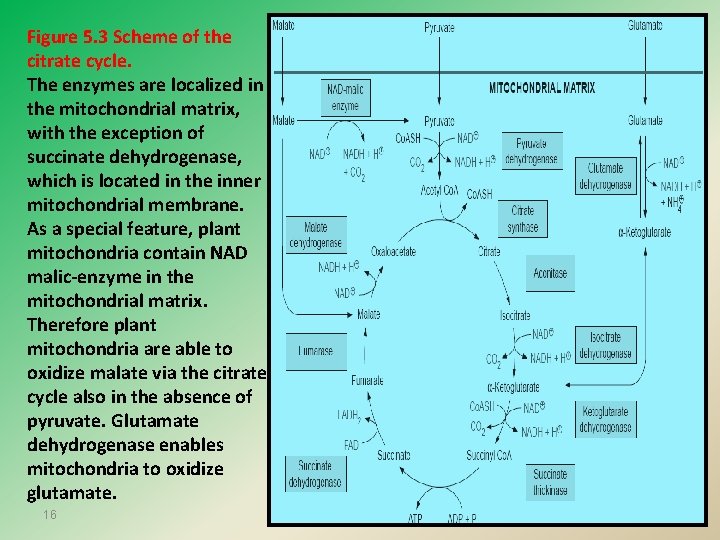 Figure 5. 3 Scheme of the citrate cycle. The enzymes are localized in the