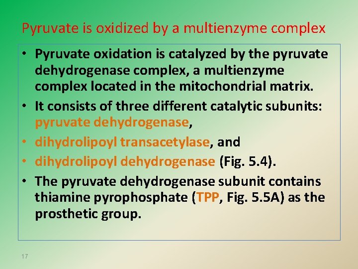 Pyruvate is oxidized by a multienzyme complex • Pyruvate oxidation is catalyzed by the