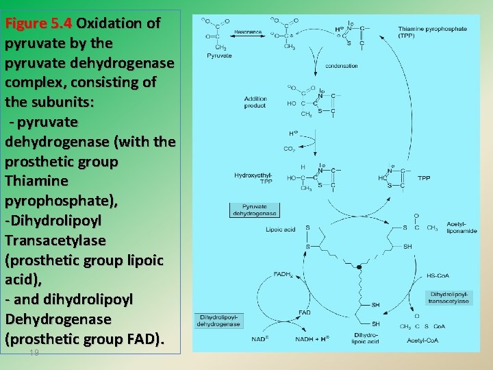 Figure 5. 4 Oxidation of pyruvate by the pyruvate dehydrogenase complex, consisting of the