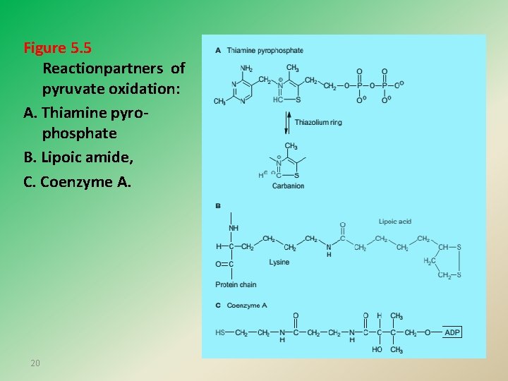 Figure 5. 5 Reactionpartners of pyruvate oxidation: A. Thiamine pyrophosphate B. Lipoic amide, C.