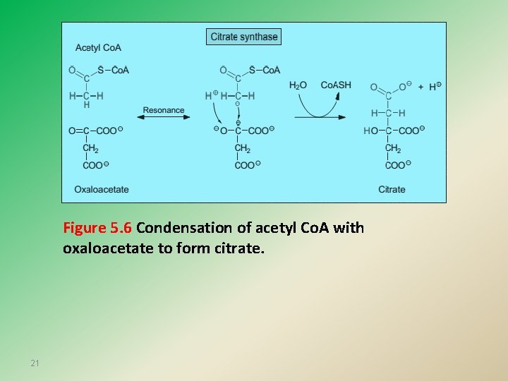 Figure 5. 6 Condensation of acetyl Co. A with oxaloacetate to form citrate. 21