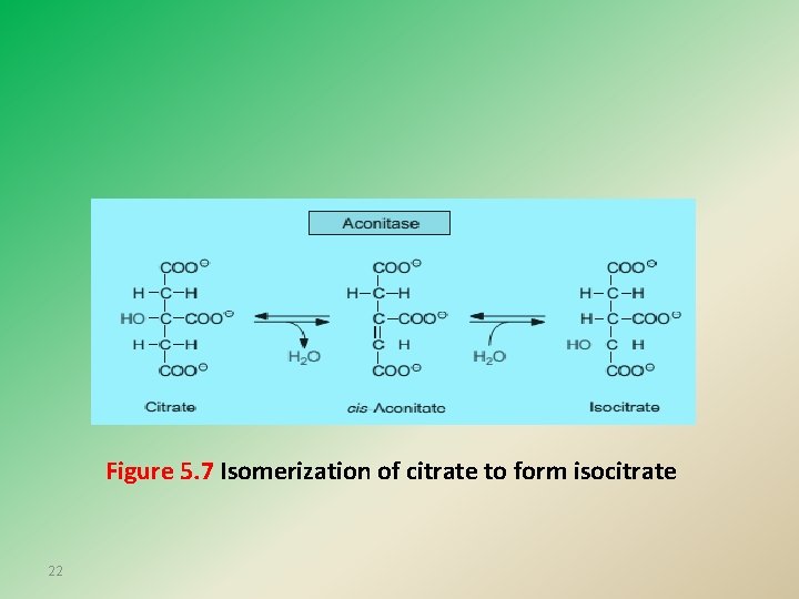 Figure 5. 7 Isomerization of citrate to form isocitrate 22 