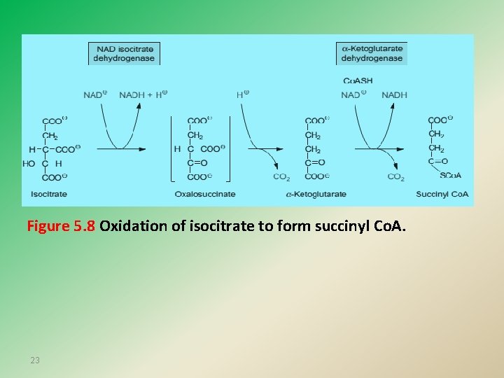 Figure 5. 8 Oxidation of isocitrate to form succinyl Co. A. 23 