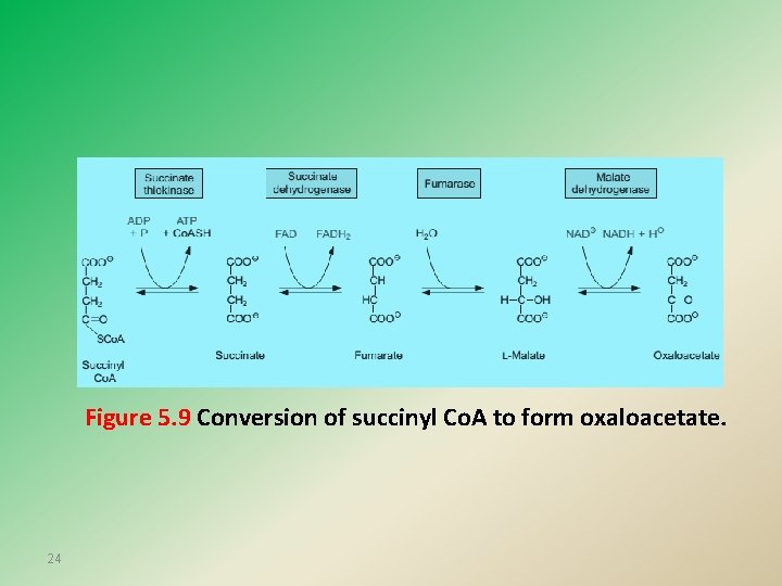 Figure 5. 9 Conversion of succinyl Co. A to form oxaloacetate. 24 