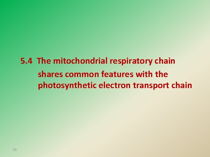 5. 4 The mitochondrial respiratory chain shares common features with the photosynthetic electron transport