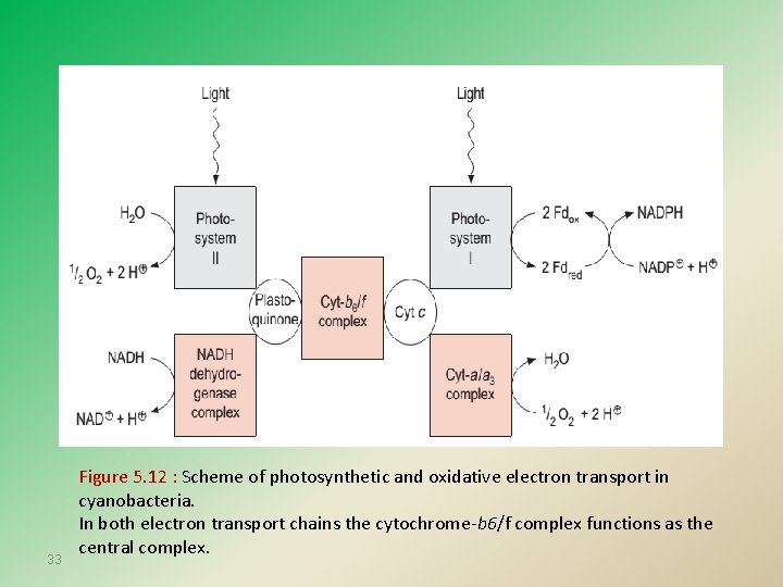33 Figure 5. 12 : Scheme of photosynthetic and oxidative electron transport in cyanobacteria.
