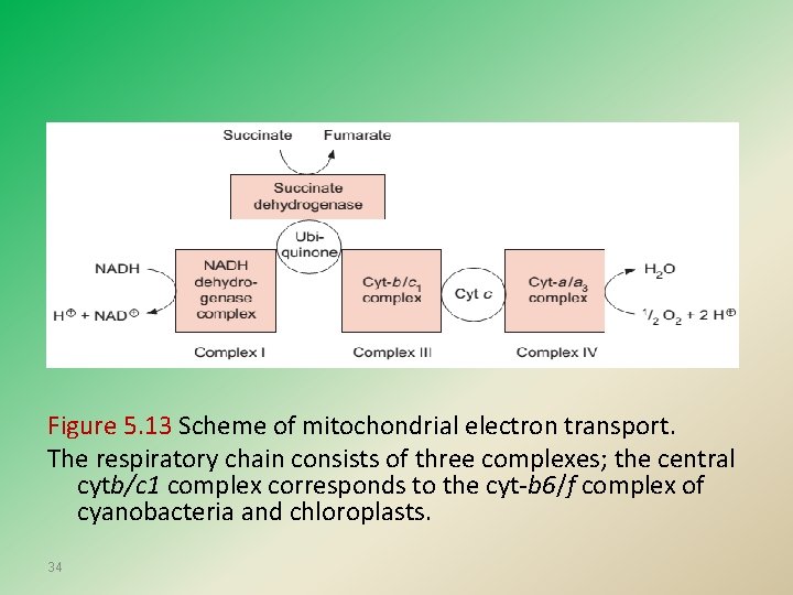 Figure 5. 13 Scheme of mitochondrial electron transport. The respiratory chain consists of three