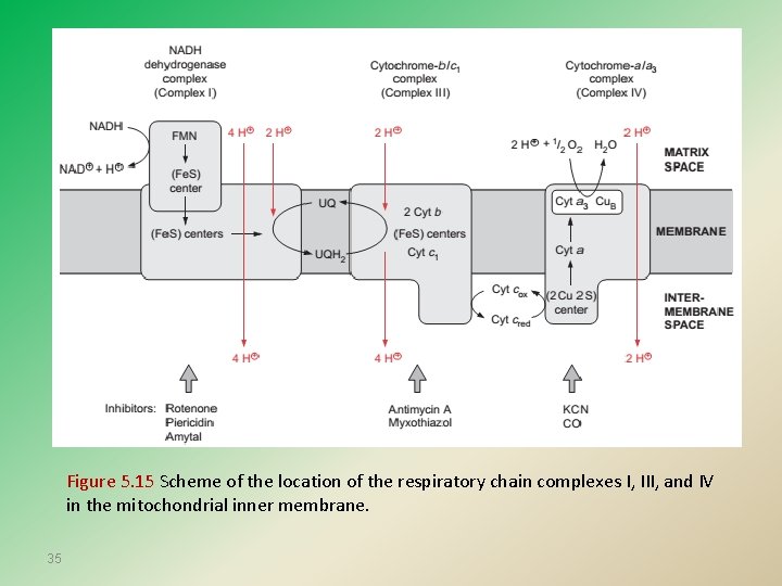 Figure 5. 15 Scheme of the location of the respiratory chain complexes I, III,