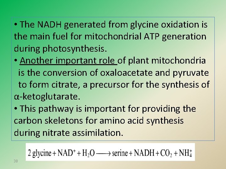  • The NADH generated from glycine oxidation is the main fuel for mitochondrial