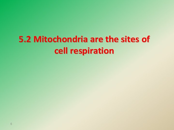 5. 2 Mitochondria are the sites of cell respiration 6 