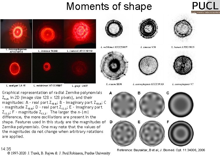 Moments of shape L. monocytogenes ATCC 19113 L. innocua F 4248 L. ivanovii ATCC