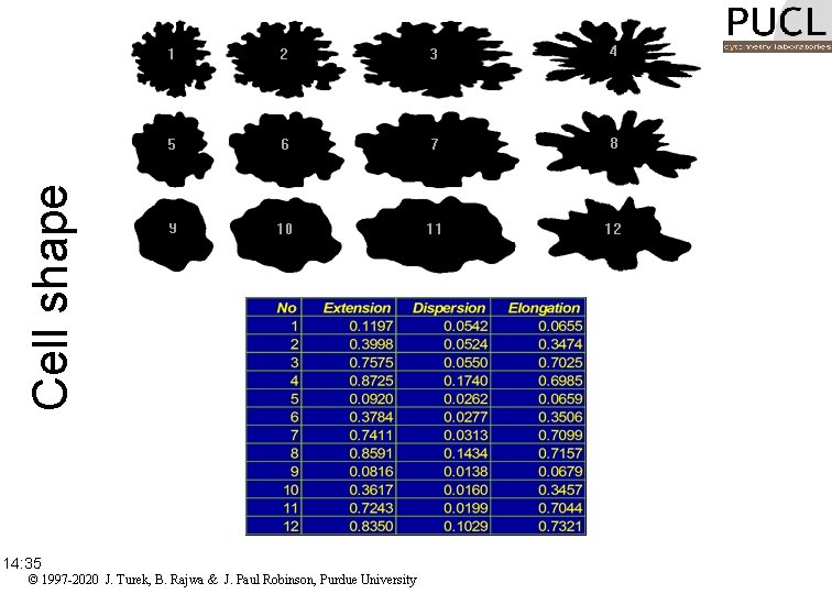 Cell shape 14: 35 © 1997 -2020 J. Turek, B. Rajwa & J. Paul