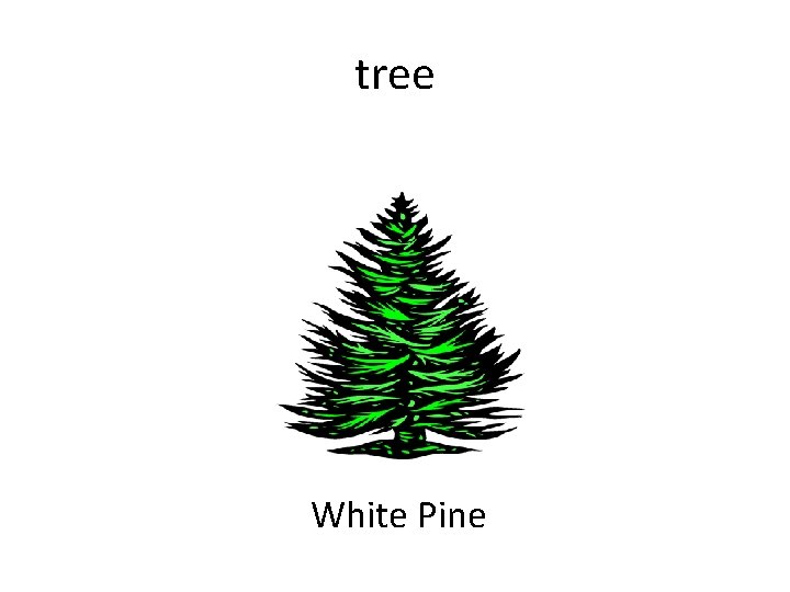 tree White Pine 