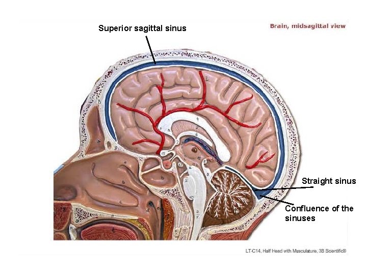 Superior sagittal sinus Straight sinus Confluence of the sinuses 