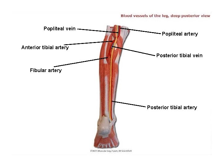 Popliteal vein Popliteal artery Anterior tibial artery Posterior tibial vein Fibular artery Posterior tibial