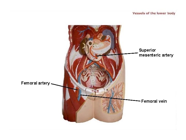 Superior mesenteric artery Femoral vein 