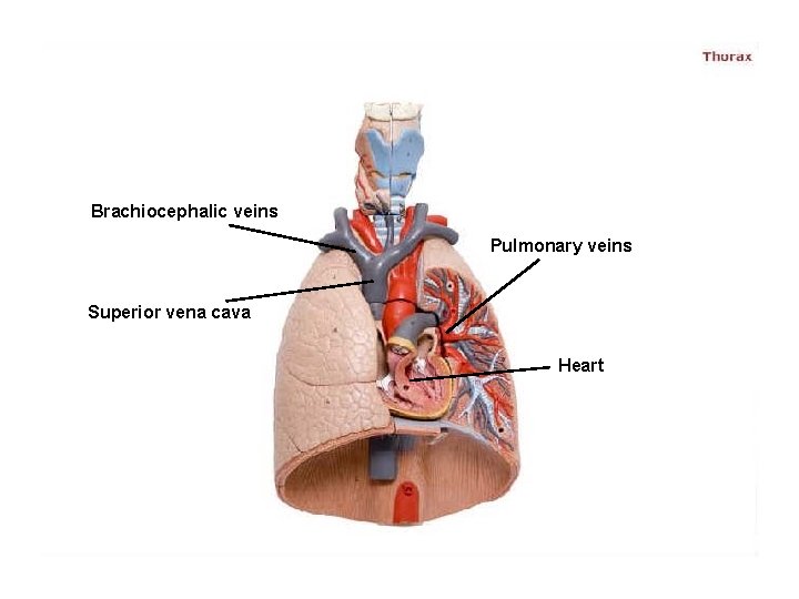 Brachiocephalic veins Pulmonary veins Superior vena cava Heart 