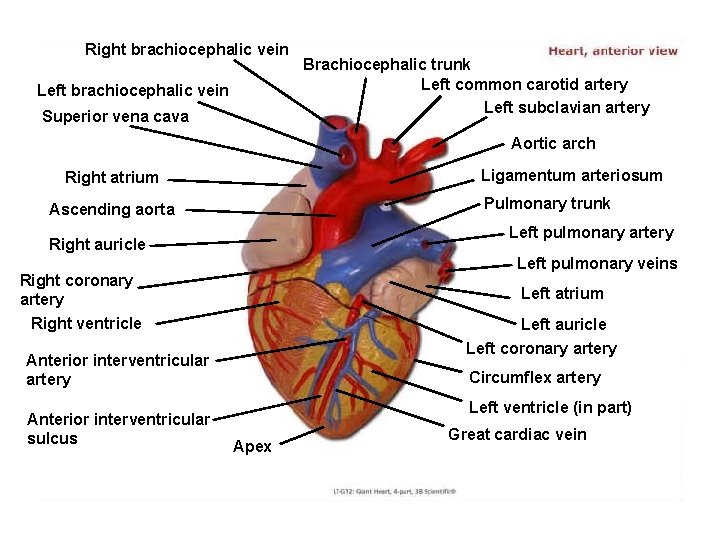 Right brachiocephalic vein Left brachiocephalic vein Superior vena cava Brachiocephalic trunk Left common carotid