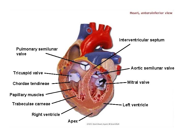 Interventricular septum Pulmonary semilunar valve Aortic semilunar valve Tricuspid valve Mitral valve Chordae tendineae