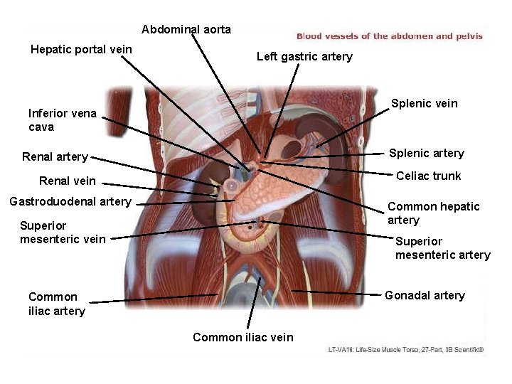 Abdominal aorta Hepatic portal vein Left gastric artery Splenic vein Inferior vena cava Splenic
