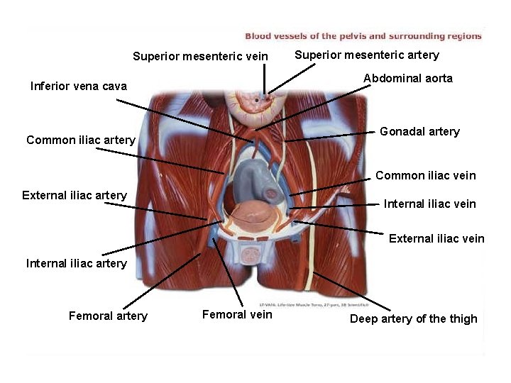 Superior mesenteric vein Superior mesenteric artery Abdominal aorta Inferior vena cava Gonadal artery Common
