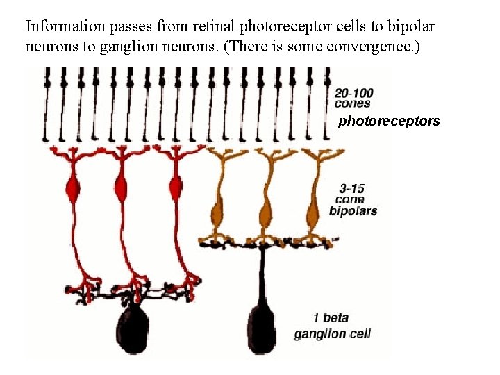 Information passes from retinal photoreceptor cells to bipolar neurons to ganglion neurons. (There is