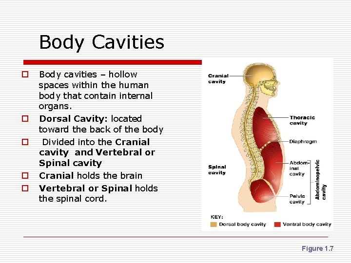 Body Cavities o o o Body cavities – hollow spaces within the human body