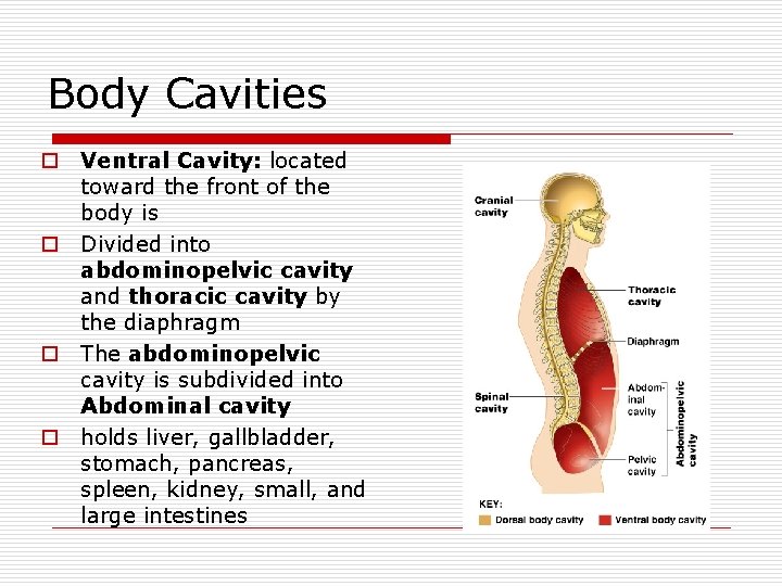 Body Cavities o Ventral Cavity: located toward the front of the body is o