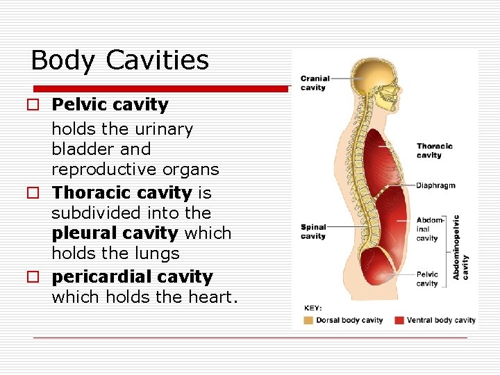 Body Cavities o Pelvic cavity holds the urinary bladder and reproductive organs o Thoracic