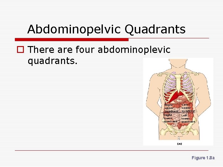 Abdominopelvic Quadrants o There are four abdominoplevic quadrants. Figure 1. 8 a 