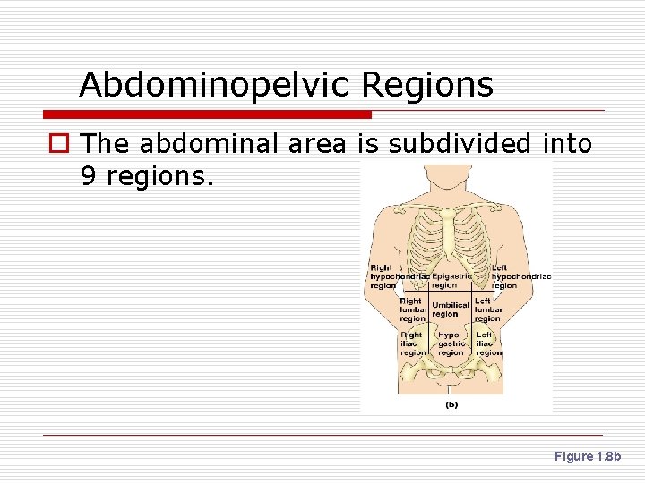 Abdominopelvic Regions o The abdominal area is subdivided into 9 regions. Figure 1. 8