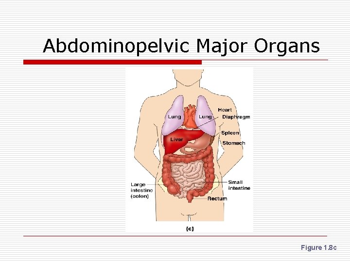 Abdominopelvic Major Organs Figure 1. 8 c 