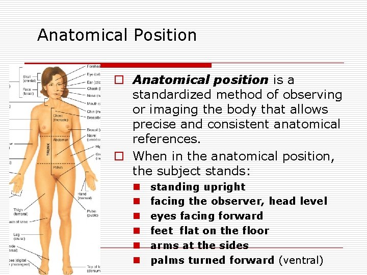 Anatomical Position o Anatomical position is a standardized method of observing or imaging the