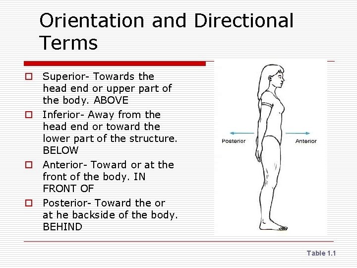 Orientation and Directional Terms o Superior- Towards the head end or upper part of
