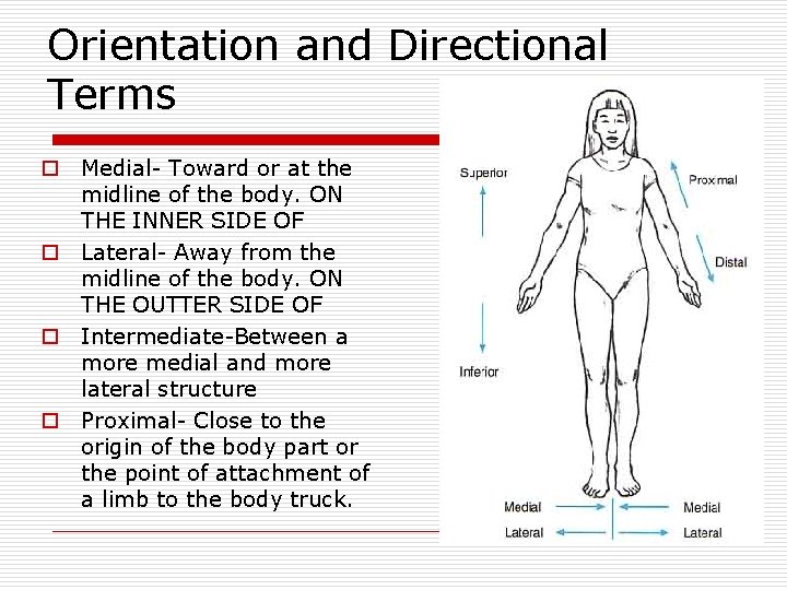 Orientation and Directional Terms o Medial- Toward or at the midline of the body.