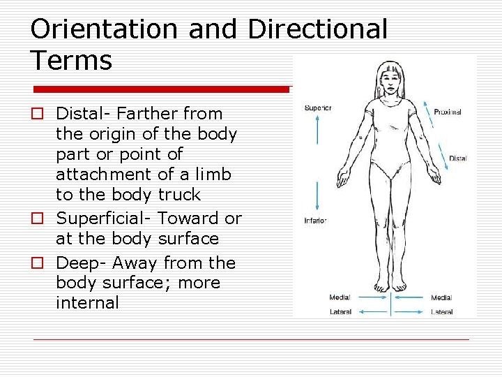 Orientation and Directional Terms o Distal- Farther from the origin of the body part