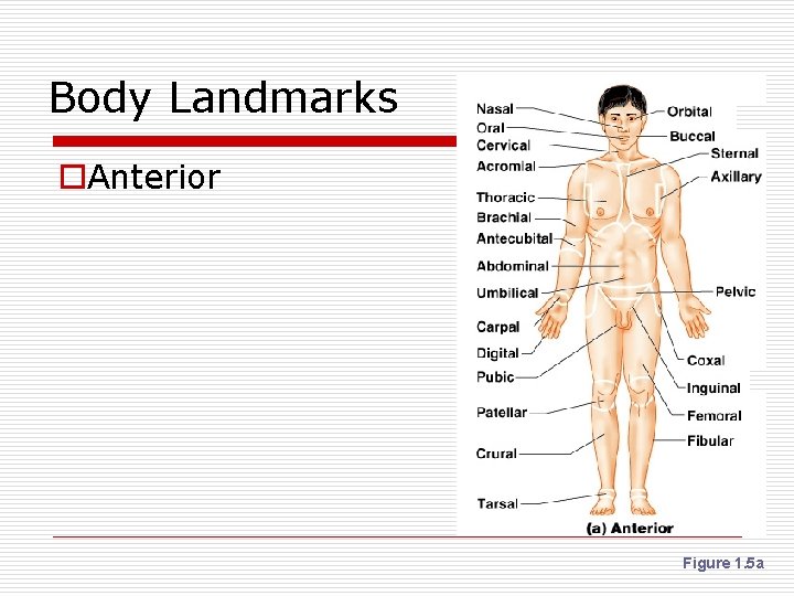 Body Landmarks o. Anterior Figure 1. 5 a 