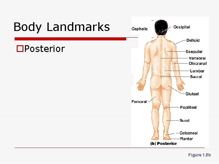 Body Landmarks o. Posterior Figure 1. 5 b 