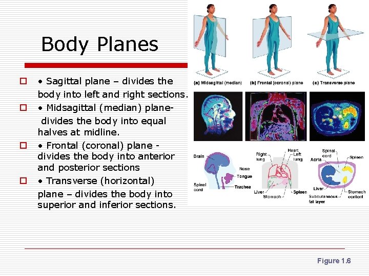 Body Planes o o • Sagittal plane – divides the body into left and