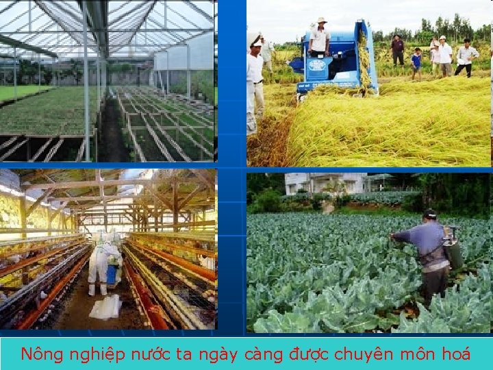 Nông nghiệp nước ta ngày càng được chuyên môn hoá 