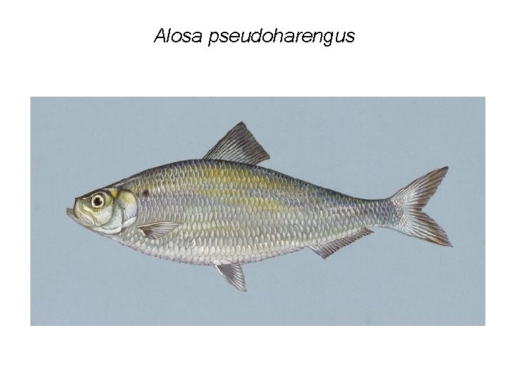 Alosa pseudoharengus 